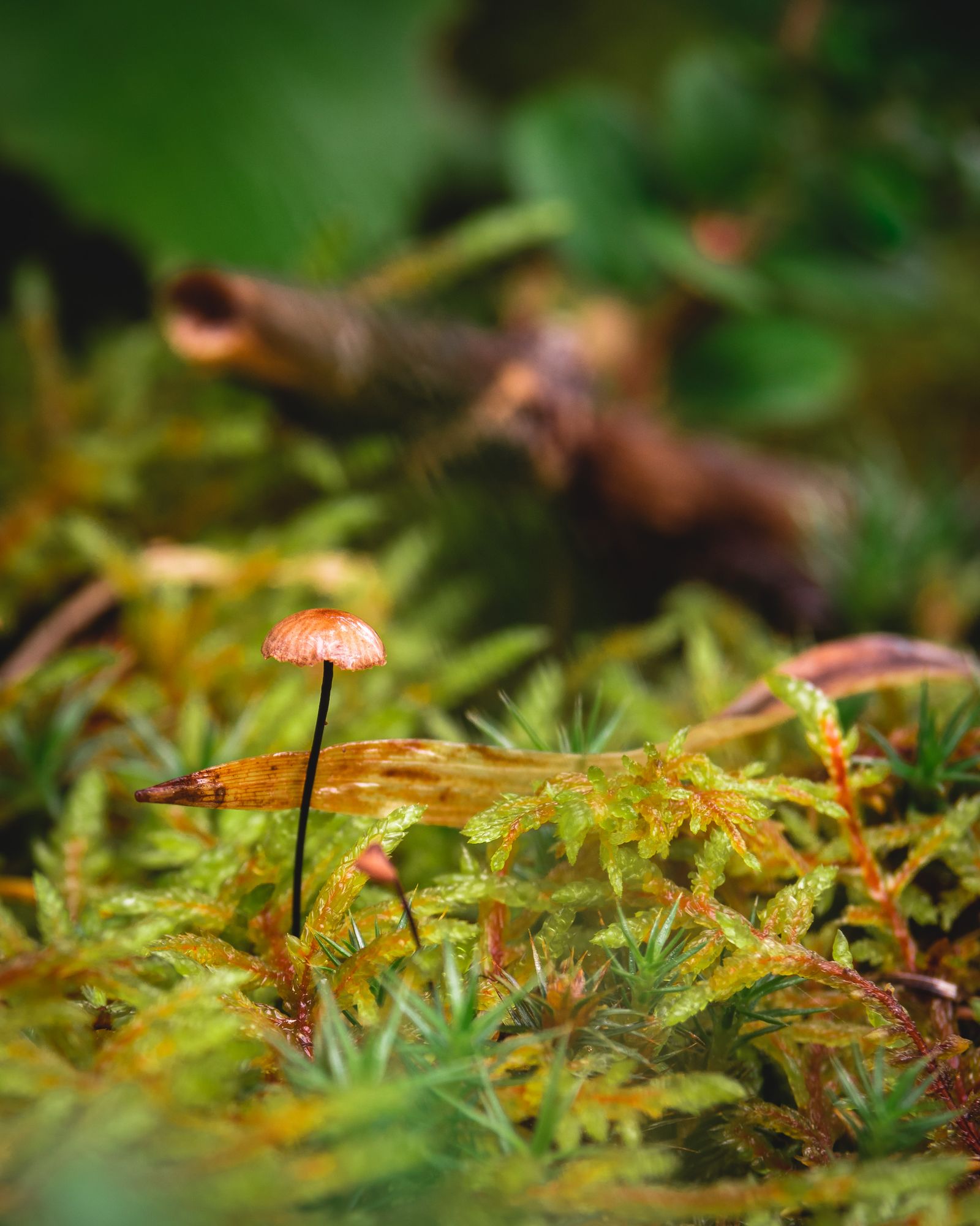 Close-up of Fungi