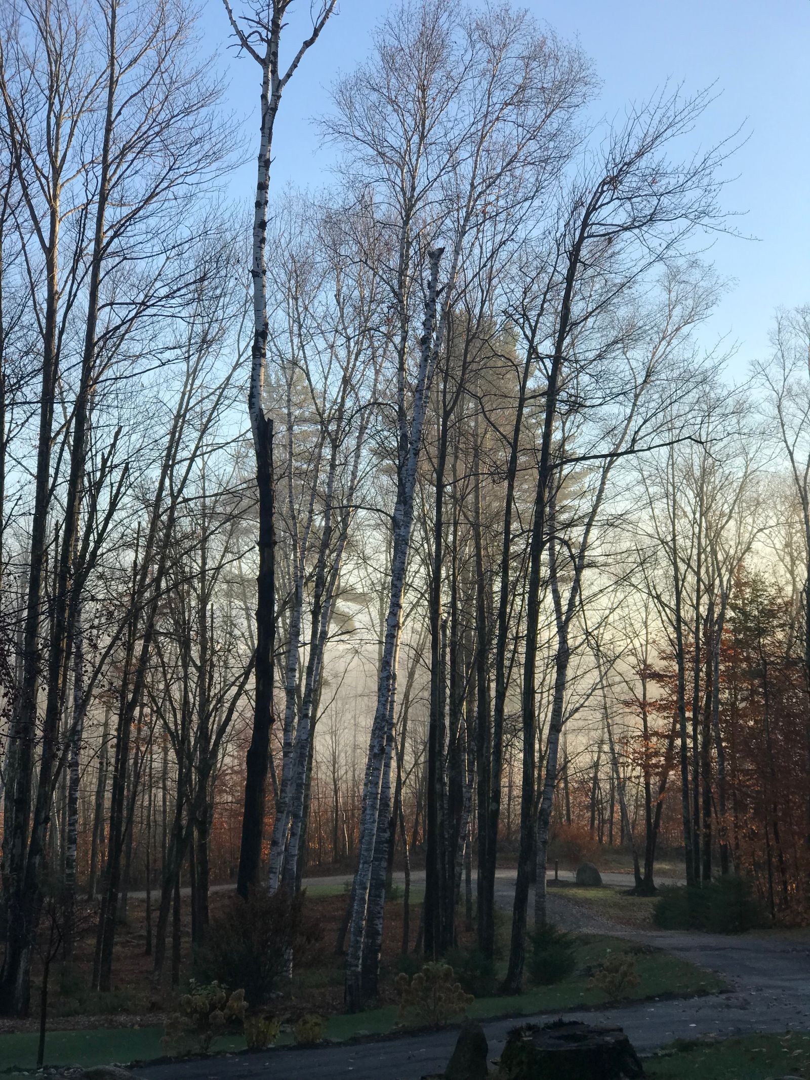 Bare Trees Under Blue Sky